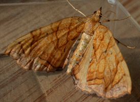 Greater Grapevine Looper